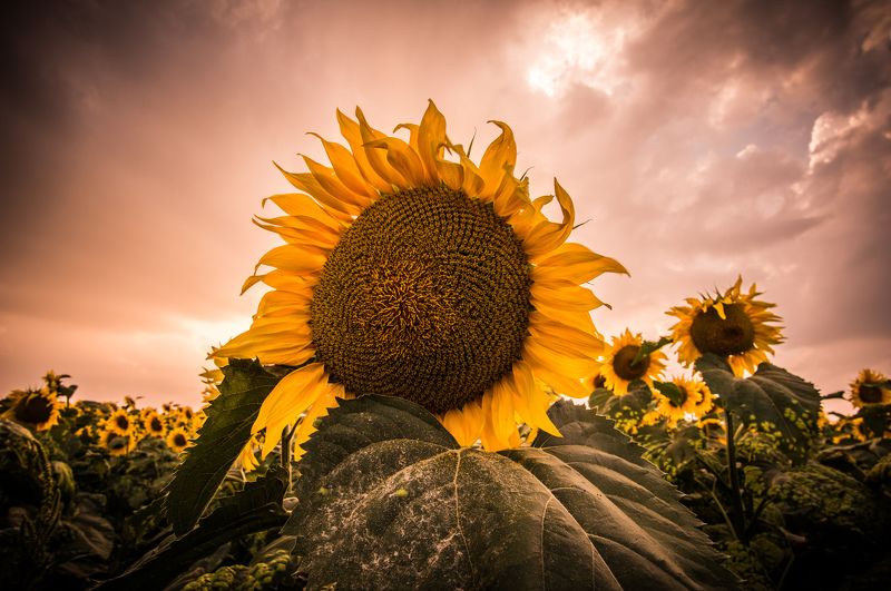 Sun фото превью