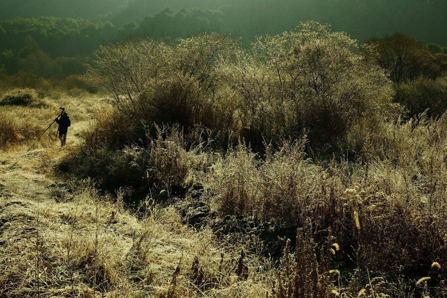 asia,korea,gangwondo,winter,rime,morning,sunlight,backlight,photographer,mountain,nature,, Shin