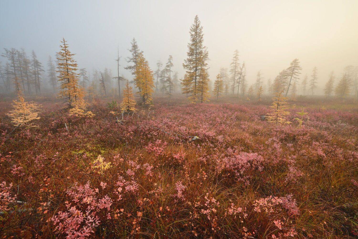 , Максим Евдокимов ( www.wildphotorus.ru )
