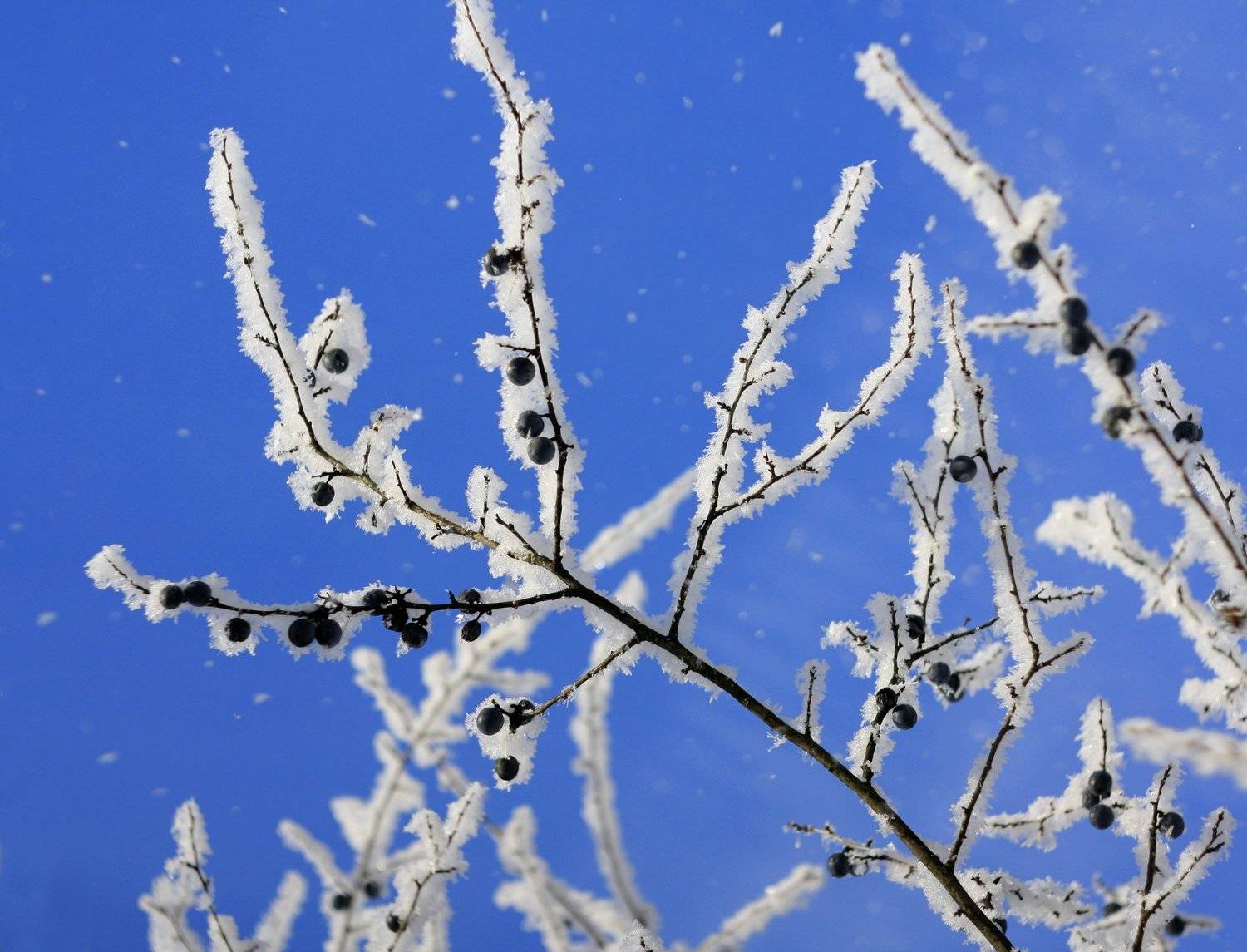 зима, Свистков Александр