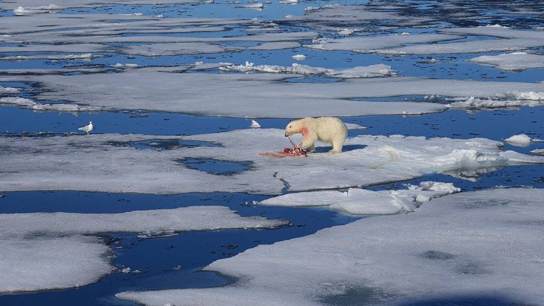 фотографандреевандрей, северныйполюс, northpole, арктика, arctic, ice, снег, лёд, круиз, expiditions, travel, белыймедведь, медведь, polarbear, животное, natgeowild, Андрей