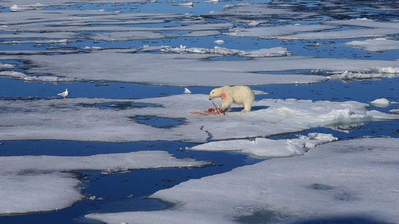 фотографандреевандрей, северныйполюс, northpole, арктика, arctic, ice, снег, лёд, круиз, expiditions, travel, белыймедведь, медведь, polarbear, животное, natgeowild  фото превью