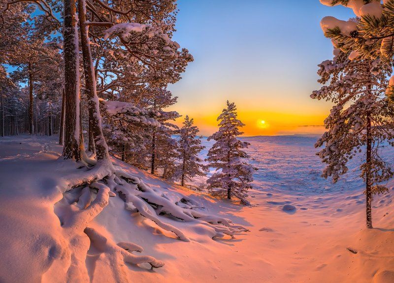 Корни фото превью