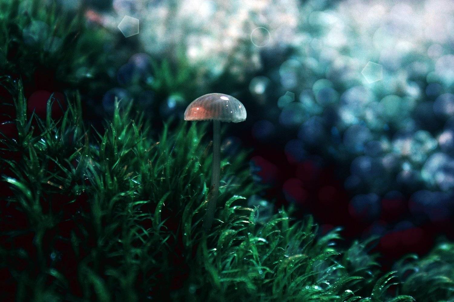 гриб, макро, боке,, Princess Bubblegum