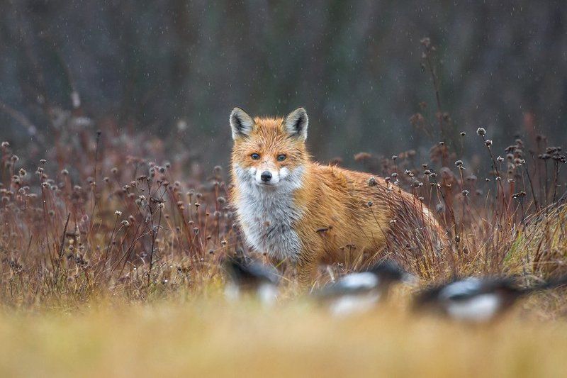 Fox in the rain фото превью
