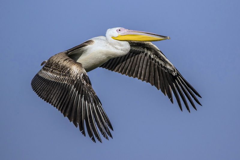 from Africa with love фото превью