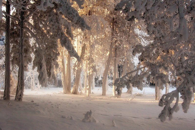 Снежные джунгли. фото превью