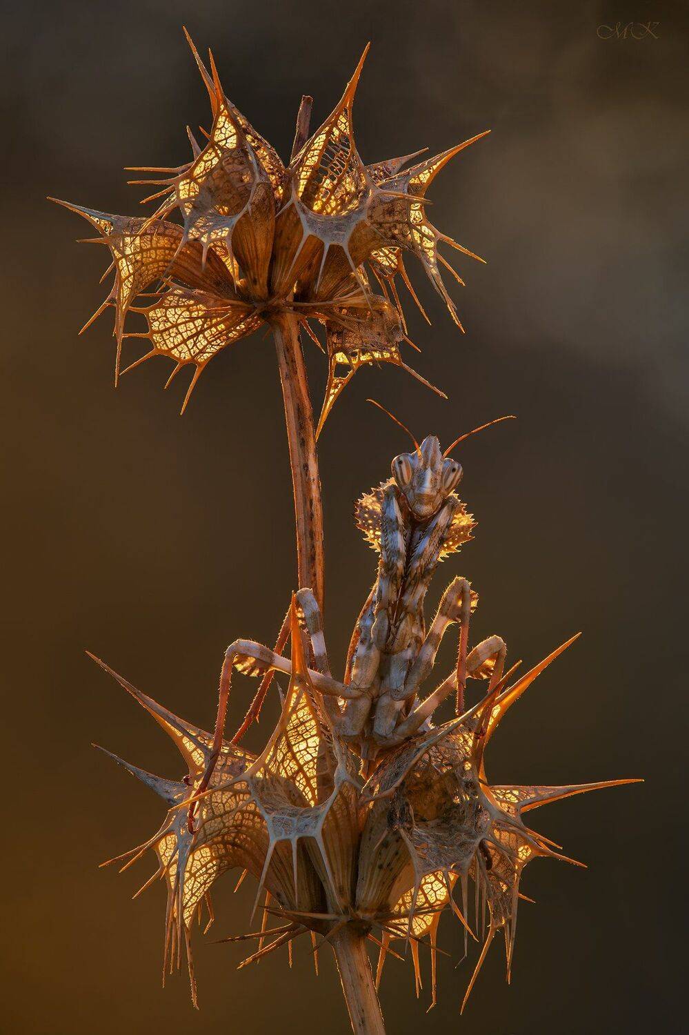 блефаропсис, blepharopsis mendica, Miron Karlinsky