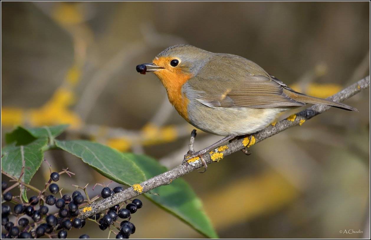 зарянка бузина, Александр Чувилин
