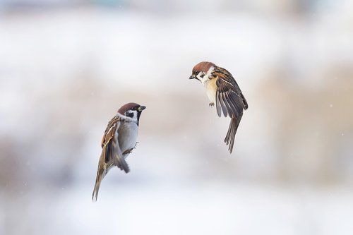 парная левитацая