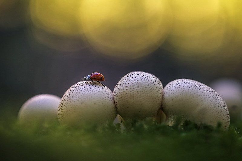 Спектакль фото превью