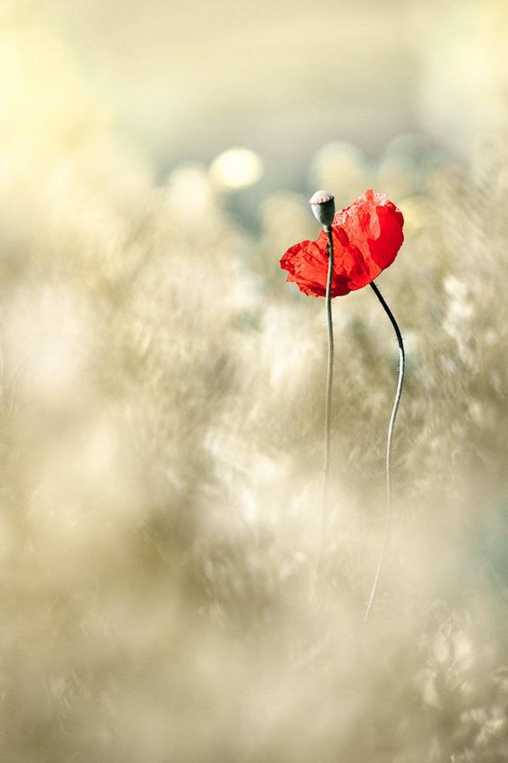 , Gabriel Prescornita