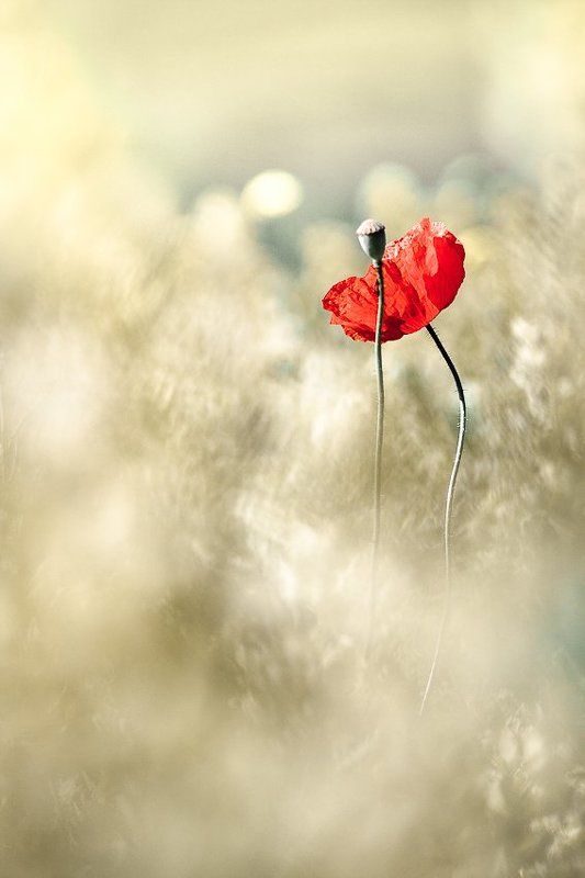 A bit of red фото превью