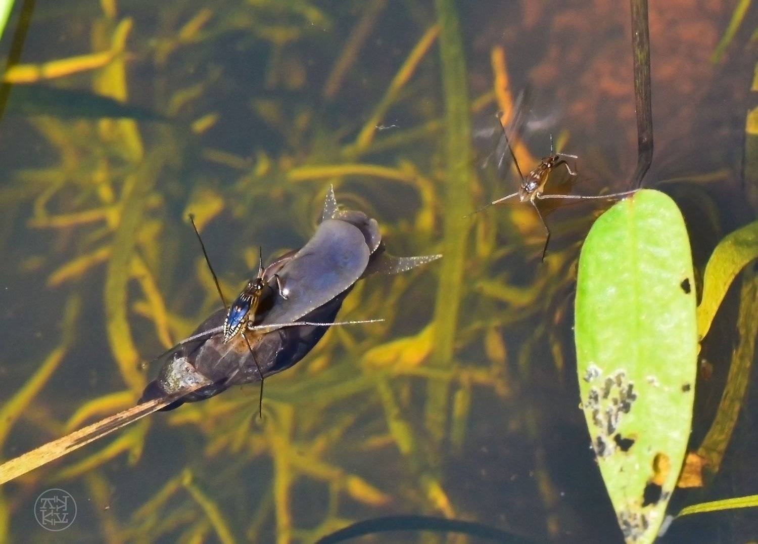 макро, насекомые, мир, вода, воздух, VadimKOVA