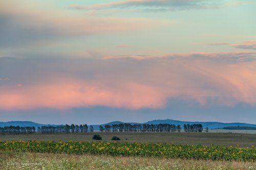 Подсолнуховый вечер