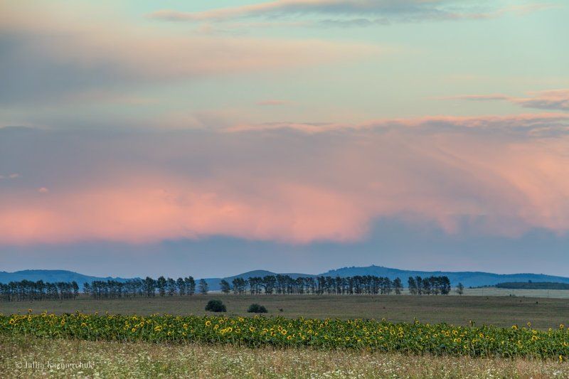 Алтай, подсолнух, вечер, лето, закат, поля, облака, небо, август Подсолнуховый вечер фото превью