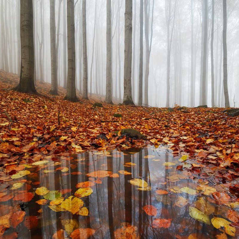 autumn, fall, light, fog, forest, mist, colors, czech republic, puddle, water, leaves, reflection, foliage Puddle фото превью