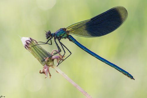 Calopteryx splendens