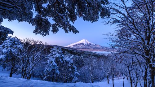 Snow forest view