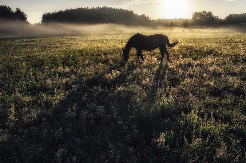 Пастись фото превью