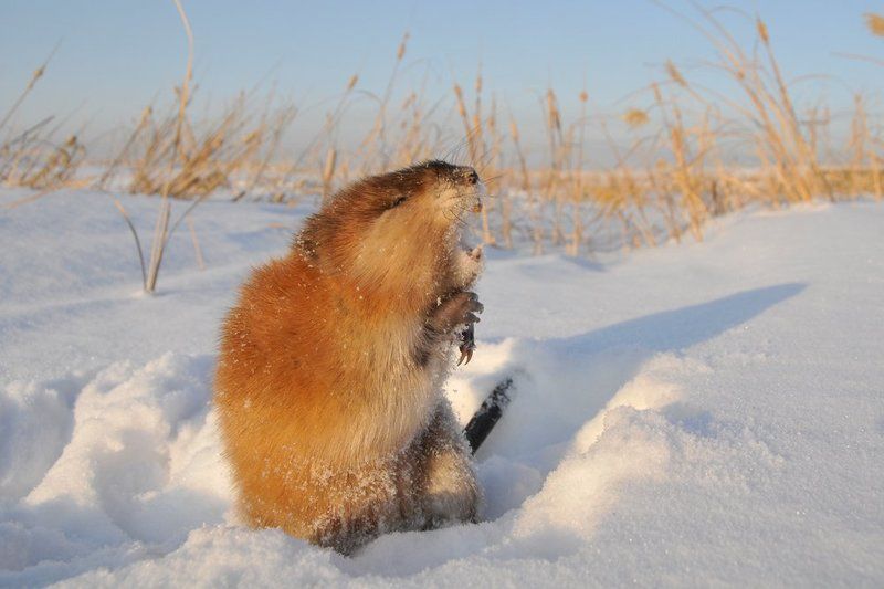 Андатра  фото превью