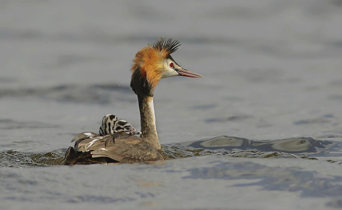 мама, Александр Маркелов