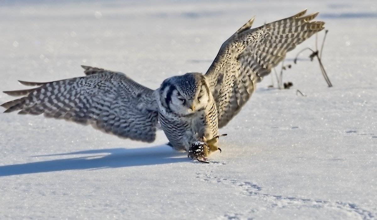 закон, Александр Маркелов