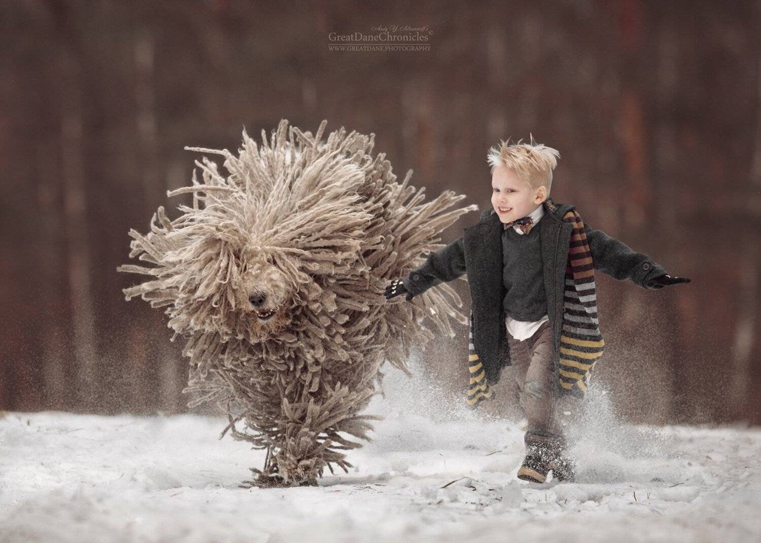 Комондор, Венгерская овчарка, Собака, Зима, Ребенок, Андрей Селиверстов