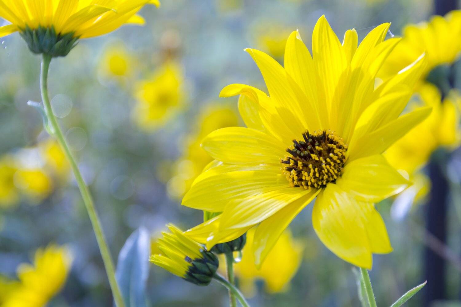 , Юрий Пужалин