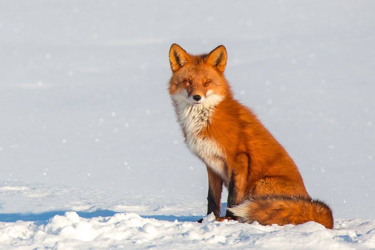 камчатка, лиса, зима, солнце, природа, животные, путешествие, фототур,, Денис Будьков