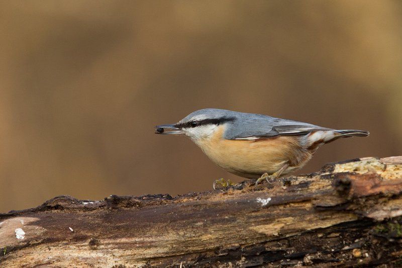 Поползень фото превью