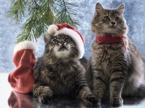 Вместе навсегда!