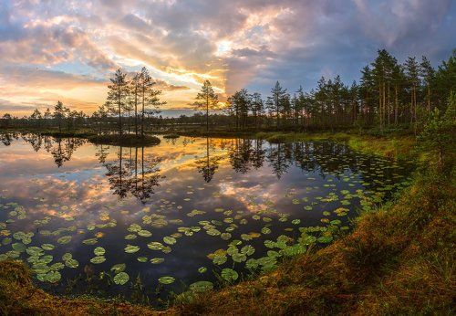 Листья кувшинок в озёрной бухте