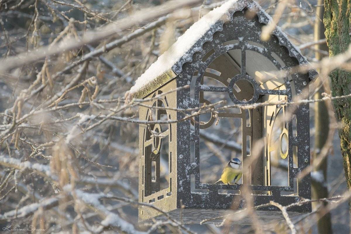 , Сипаева Катерина