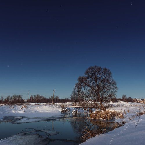 Одно утро одного дерева