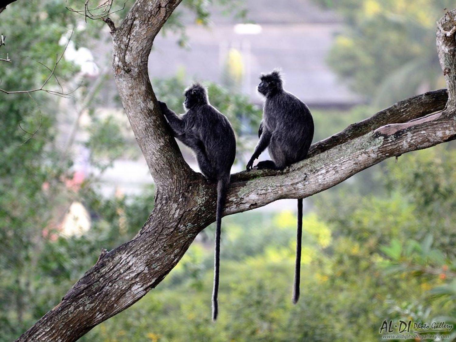 monkey, malaisya, Александър Димитров