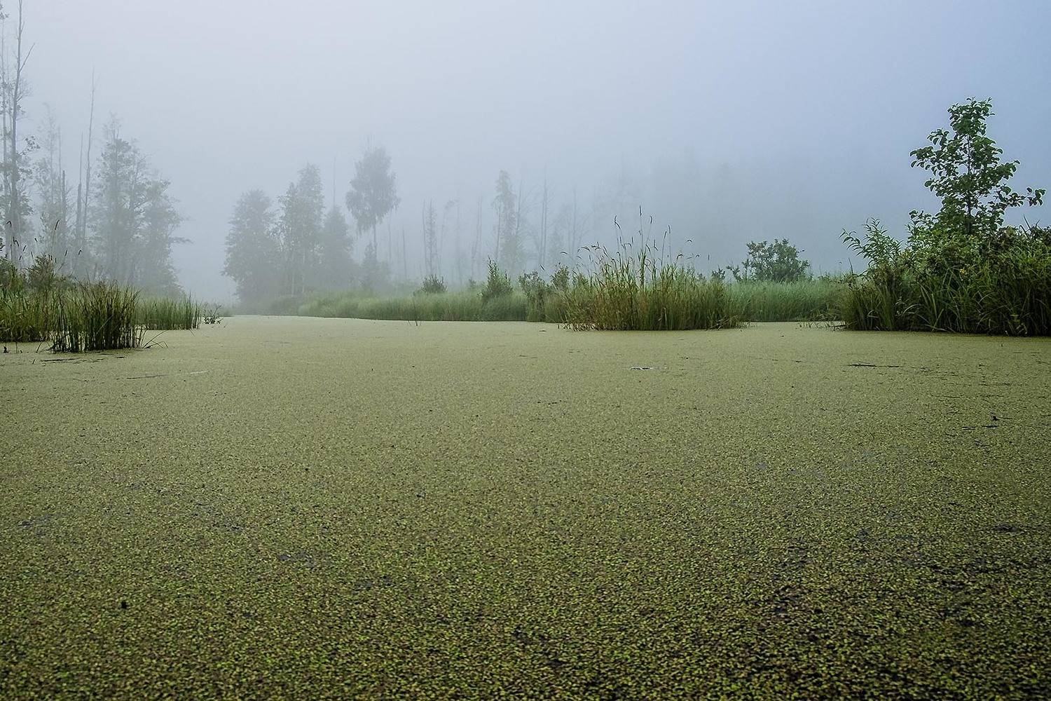 , Rimantas Bikulcius