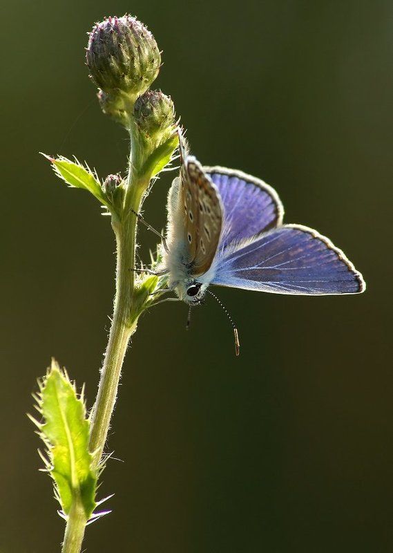 Икар фото превью