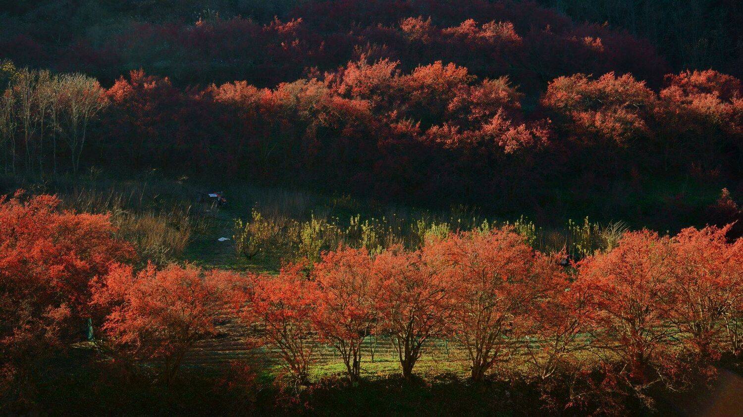 asia,korea,gyeongsangbukdo,autumn,morning,berries,sunlight,backlight,morning,nature,mountain,orchard, Shin