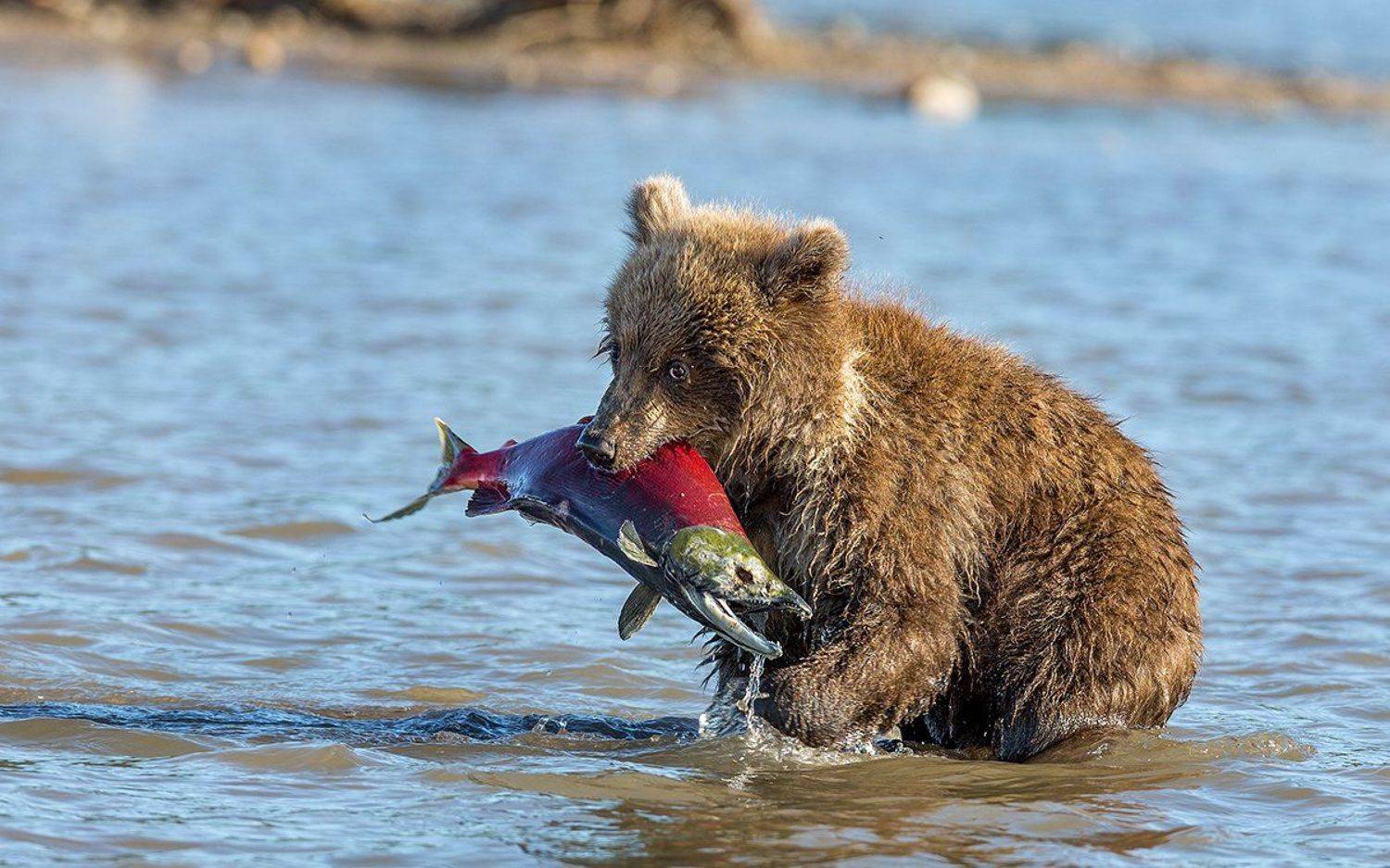Камчатка, медведи, Власов Егор