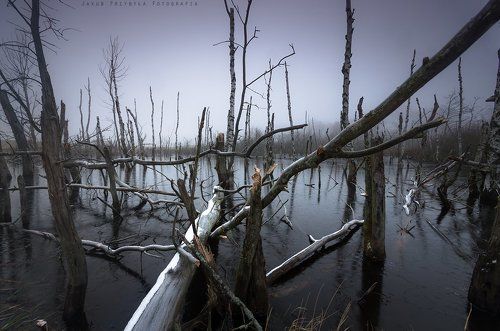 Frosty morning