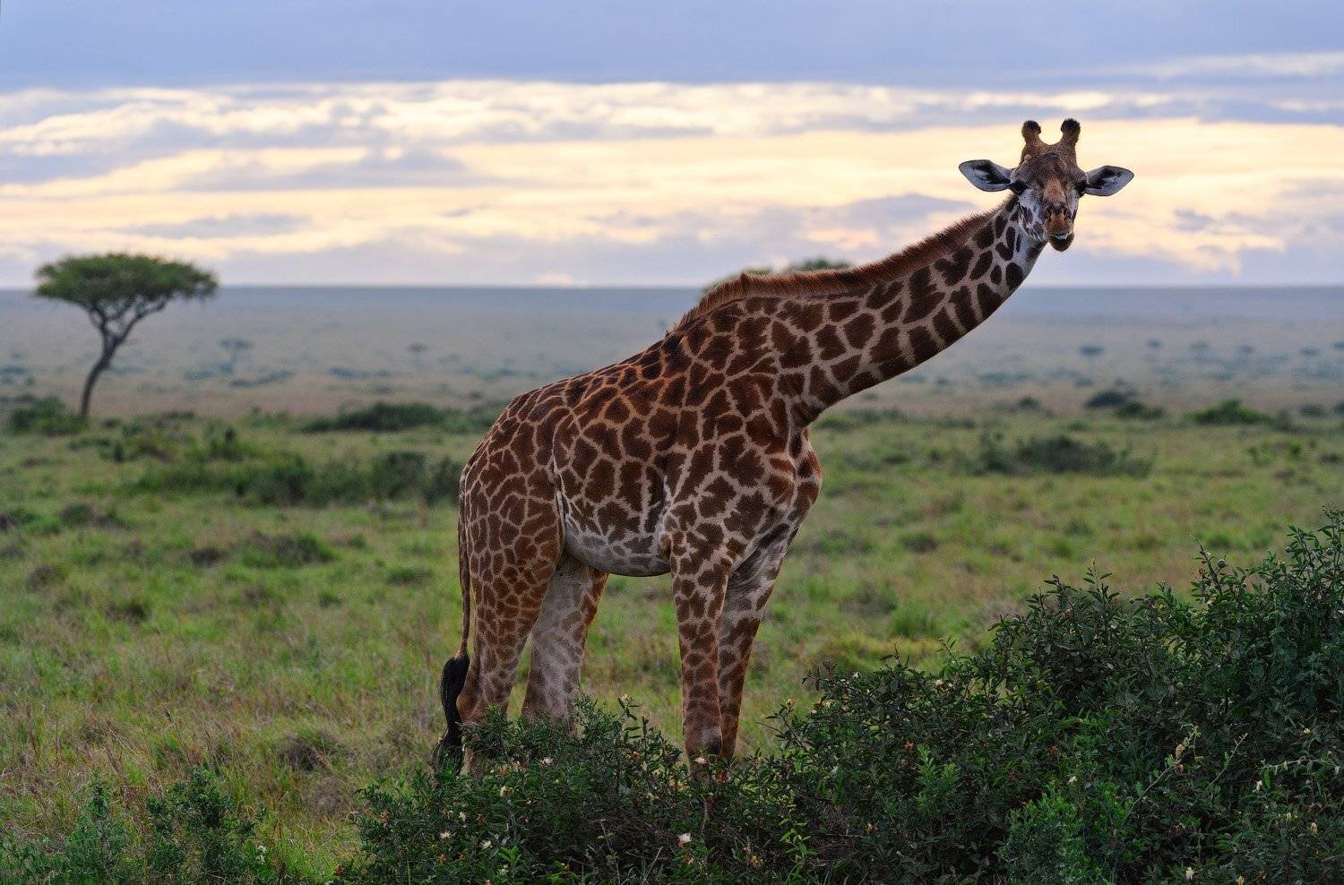 , Андрей Ведерников