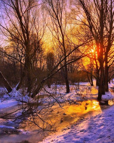 Gold Winter