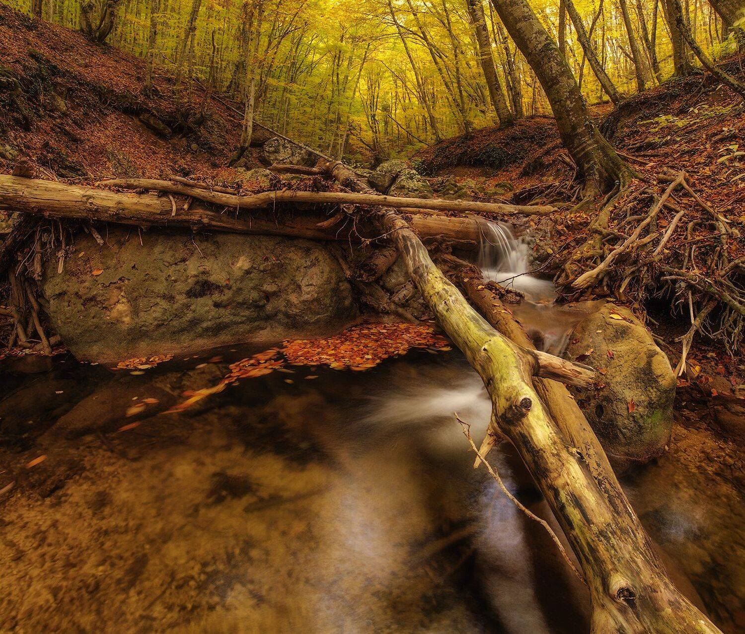 осень, река, лес, бревно, желтый, большой каньон, nikon, листва, Кушнир Дмитрий