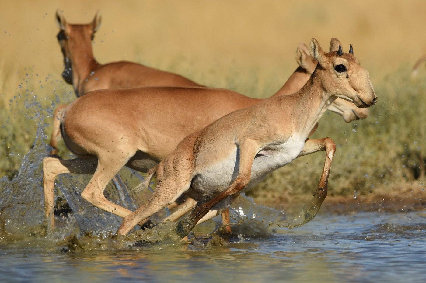 испуг, Александр Маркелов
