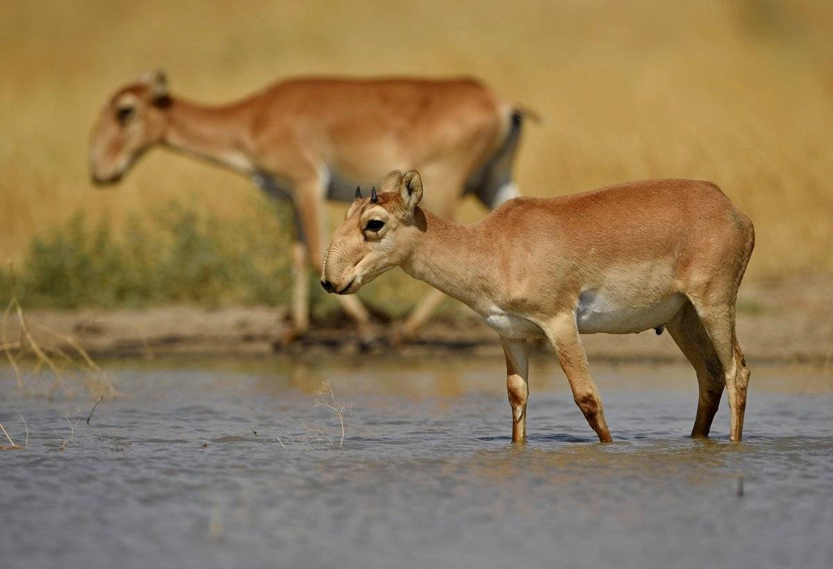 сайгак, Александр Маркелов