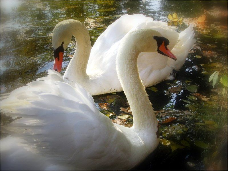 Лебединое фото превью