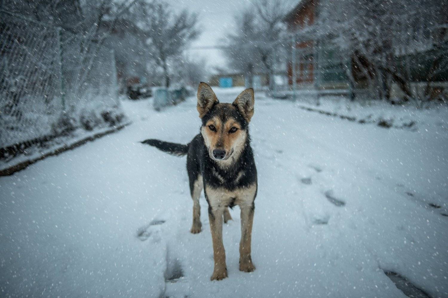 , Иван Кривко