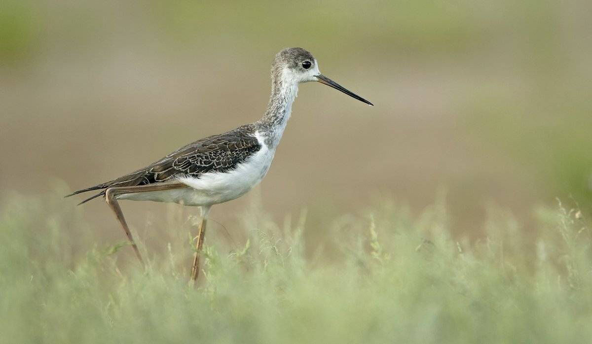 молодой, Александр Маркелов