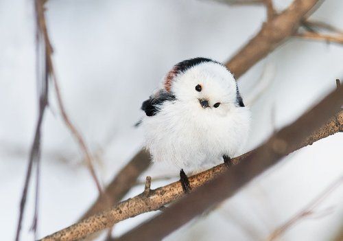 Любопытный белый шарик